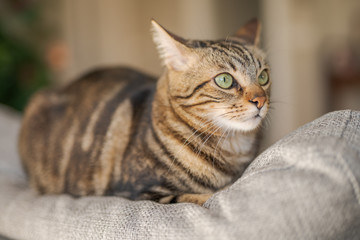 Beautiful short hair cat lying on the sofa at home