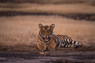 A male tiger cub portrait. Straight looking into camera at Ranthambore National Park, India