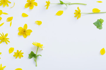 yellow flowers on white background