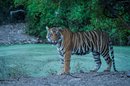 A male tiger cub portrait. Straight looking into camera at Ranthambore National Park, India