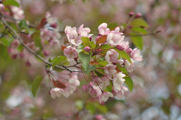 Garden of Eden with blooming apple trees - closeup.