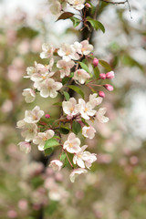 Garden of Eden with blooming apple trees - closeup.