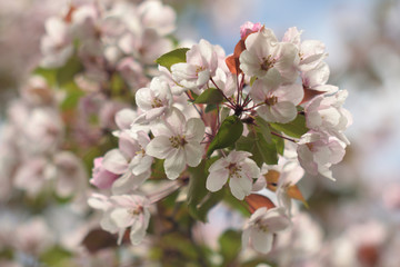 Obraz premium Garden of Eden with blooming apple trees - closeup.