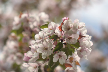 Garden of Eden with blooming apple trees - closeup.