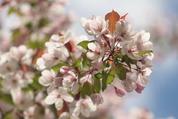 Garden of Eden with blooming apple trees - closeup.