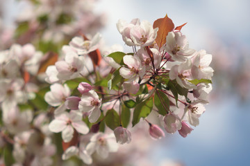 Garden of Eden with blooming apple trees - closeup.