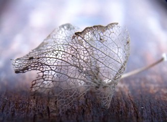 Dried autumn leaf