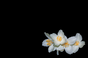 Obraz na płótnie Canvas branch of jasmine flowers isolated on black background.