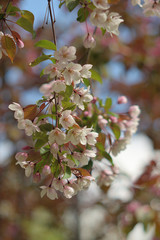 Garden of Eden with blooming apple trees - closeup.