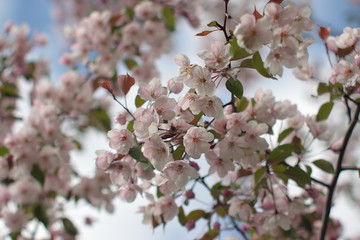 Garden of Eden with blooming apple trees - closeup.