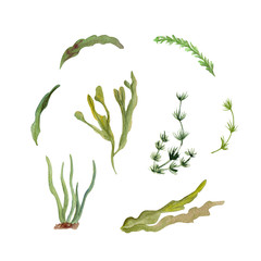 .watercolor painted underwater world © Inna