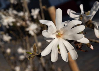 Close-up of a white magnolia flower on the tree