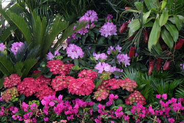 Fototapeta na wymiar Flowers in garden