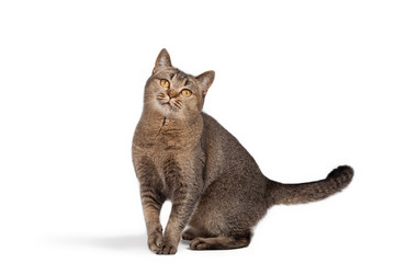 Funny cute cat posing on white background