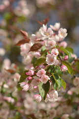 Garden of Eden with blooming apple trees - closeup.