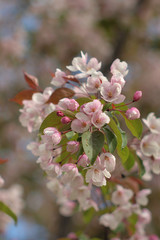 Naklejka premium Garden of Eden with blooming apple trees - closeup.