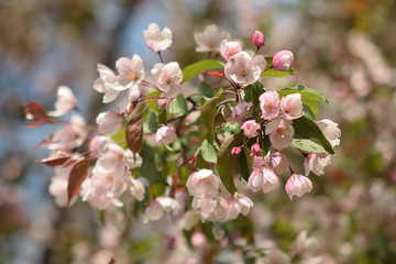 Garden of Eden with blooming apple trees - closeup.