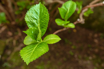 Sprout on brach of hydrangea