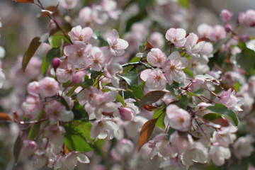 Garden of Eden with blooming apple trees - closeup.