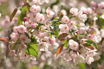 Garden of Eden with blooming apple trees - closeup.
