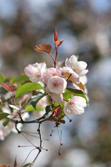 Garden of Eden with blooming apple trees - closeup.