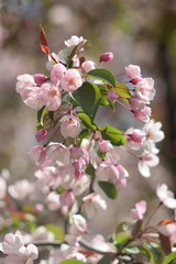 Garden of Eden with blooming apple trees - closeup.