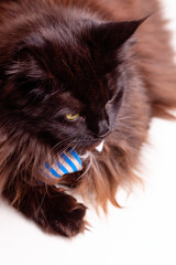Photo of main coon cat with striped tie