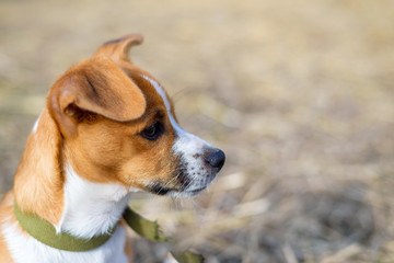 Portrait of a small dog. Dog in the countryside.