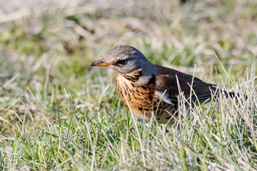 Fieldfare (Turdus pilaris) sitting on grass in early spring looking for food. Cute common funny thrush. Bird in wildlife.