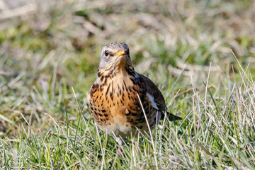 Fieldfare (Turdus pilaris) sitting on grass in early spring looking for food. Cute common funny thrush. Bird in wildlife.