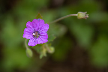 Obraz premium Purple flowering Geranium blossom with green blurred background, close up and selective focus
