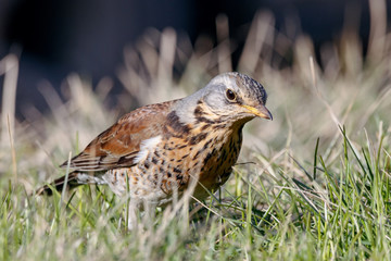 Fieldfare (Turdus pilaris) sitting on grass in early spring looking for food. Cute common funny thrush. Bird in wildlife.