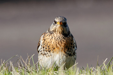 Fieldfare (Turdus pilaris) sitting on grass in early spring looking for food. Cute common funny thrush. Bird in wildlife.