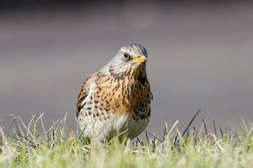Fieldfare (Turdus pilaris) sitting on grass in early spring looking for food. Cute common funny thrush. Bird in wildlife.