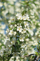 Garden of Eden with blooming apple trees - closeup.