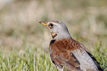 Fieldfare (Turdus pilaris) sitting on grass in early spring looking for food. Cute common funny thrush. Bird in wildlife.