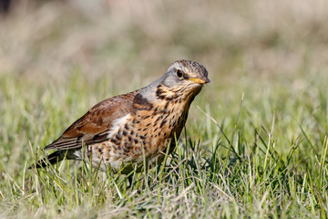 Fieldfare (Turdus pilaris) sitting on grass in early spring looking for food. Cute common funny thrush. Bird in wildlife.