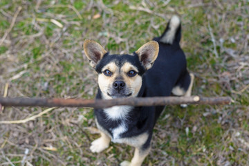 Naklejka na ściany i meble Cute puppy playing with a wooden stick for a walk. Beautiful mongrel.