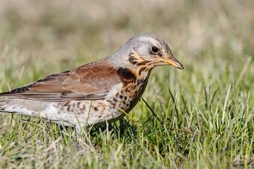 Fototapeta premium Fieldfare (Turdus pilaris) sitting on grass in early spring looking for food. Cute common funny thrush. Bird in wildlife.