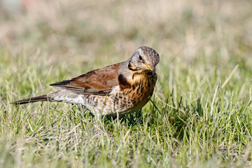 Fieldfare (Turdus pilaris) sitting on grass in early spring looking for food. Cute common funny thrush. Bird in wildlife.