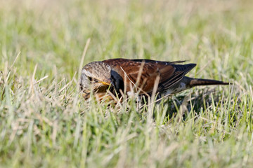 Fieldfare (Turdus pilaris) sitting on grass in early spring looking for food. Cute common funny thrush. Bird in wildlife.