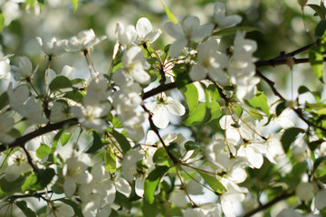 Fototapeta premium Garden of Eden with blooming apple trees - closeup.