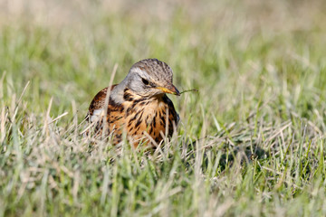 Fieldfare (Turdus pilaris) sitting on grass in early spring looking for food. Cute common funny thrush. Bird in wildlife.