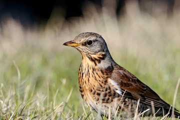 Fieldfare (Turdus pilaris) sitting on grass in early spring looking for food. Cute common funny thrush. Bird in wildlife.