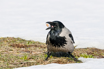 Hooded crow (Corvus cornix) sitting on ground on thawed patch on lawn in early spring eating. Common urban bird in wildlife.