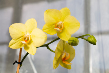 A branch of yellow orchids on the window. Live tropical orchid flower, floral background. Beautiful homemade bouquet of Thai orchids in the interior.