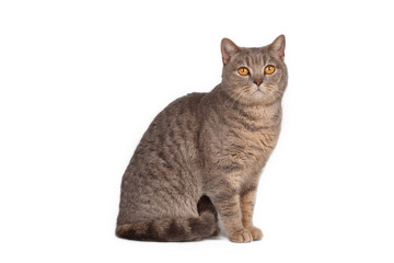 Funny cute cat posing on white background