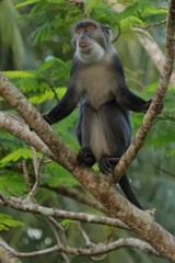 Sykes monkey on a branch