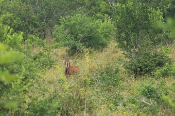 Sable antelope in Shimba Hills National Reserve