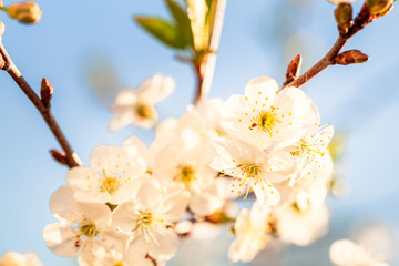 Beauty of spring: closeup of blossoming plum tree